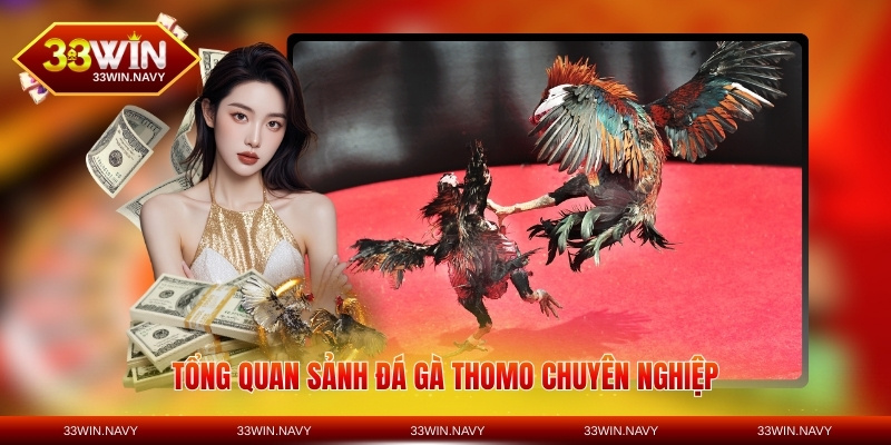 Tổng quan sảnh đá gà Thomo chuyên nghiệp