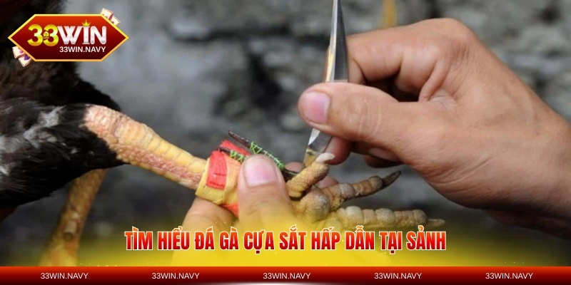 Tìm hiểu đá gà cựa sắt hấp dẫn tại sảnh