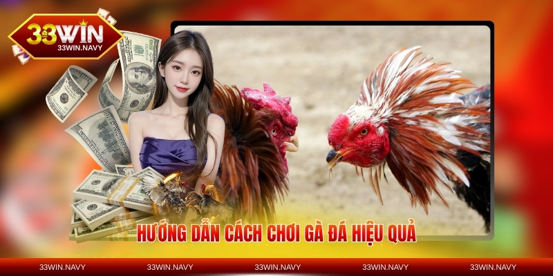 Hướng dẫn cách chơi gà đá hiệu quả